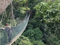 Canopy Walk (Forest Research Institute of Malaysia)
